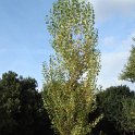 Populus nigra 'Italica' silhouette jeune